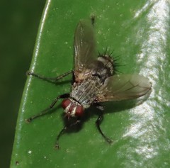 Microphthalma europaea