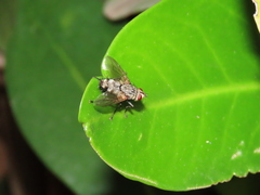 Microphthalma europaea