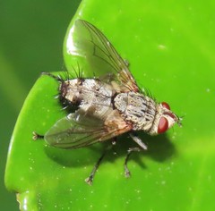 Microphthalma europaea