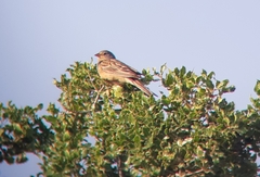 Emberiza caesia