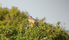 Emberiza caesia