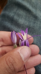 Brodiaea minor