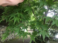 Acer palmatum