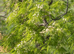 Anadenanthera colubrina