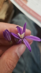 Brodiaea minor