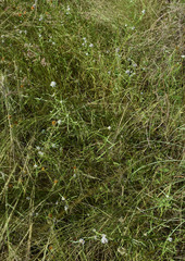 Spermacoce brachystema