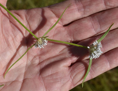 Spermacoce brachystema