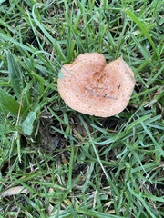 Lactarius deliciosus