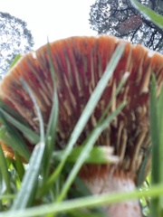 Lactarius deliciosus
