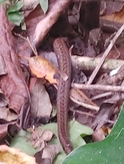 Alsophis rufiventris