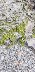 Dicranella heteromalla