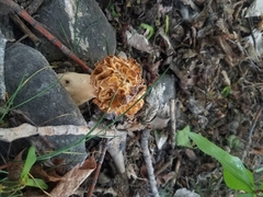 Morchella populiphila