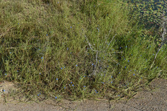 Commelina agrostophylla