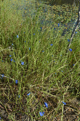 Commelina agrostophylla