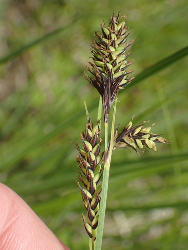 Buxbaum's sedge (Carex buxbaumii)
