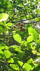 Ficus erecta beecheyana