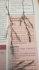 Polygonum californicum