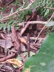 Alsophis rufiventris