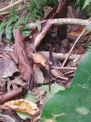 Alsophis rufiventris