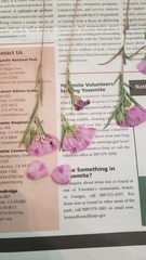 Clarkia purpurea viminea