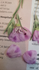 Clarkia purpurea viminea