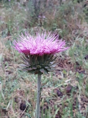 Carduus macrocephalus