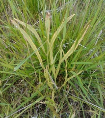 Falcaria vulgaris