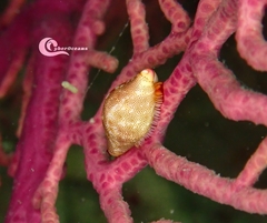 Simnia spelta