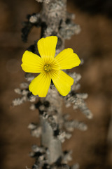 Oxalis gigantea