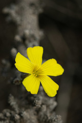 Oxalis gigantea