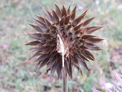 Carduus macrocephalus