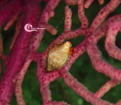 Simnia spelta