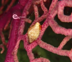 Simnia spelta