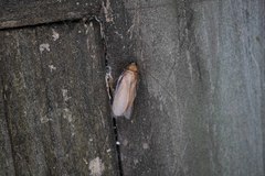 Parcoblatta virginica