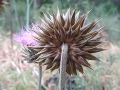 Carduus macrocephalus
