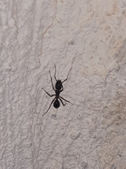 Camponotus barbaricus