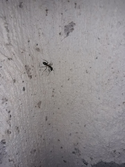 Camponotus barbaricus