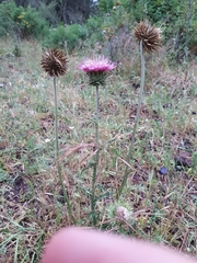 Carduus macrocephalus