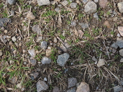 Dinothenarus badipes