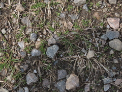 Dinothenarus badipes