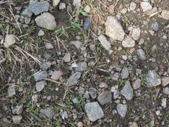 Dinothenarus badipes