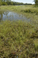 Commelina agrostophylla