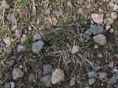 Dinothenarus badipes