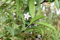 Solanum storkii image