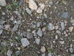 Dinothenarus badipes