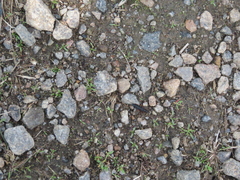 Dinothenarus badipes