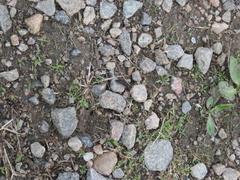 Dinothenarus badipes