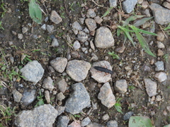 Dinothenarus badipes