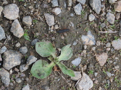 Dinothenarus badipes