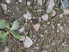 Dinothenarus badipes